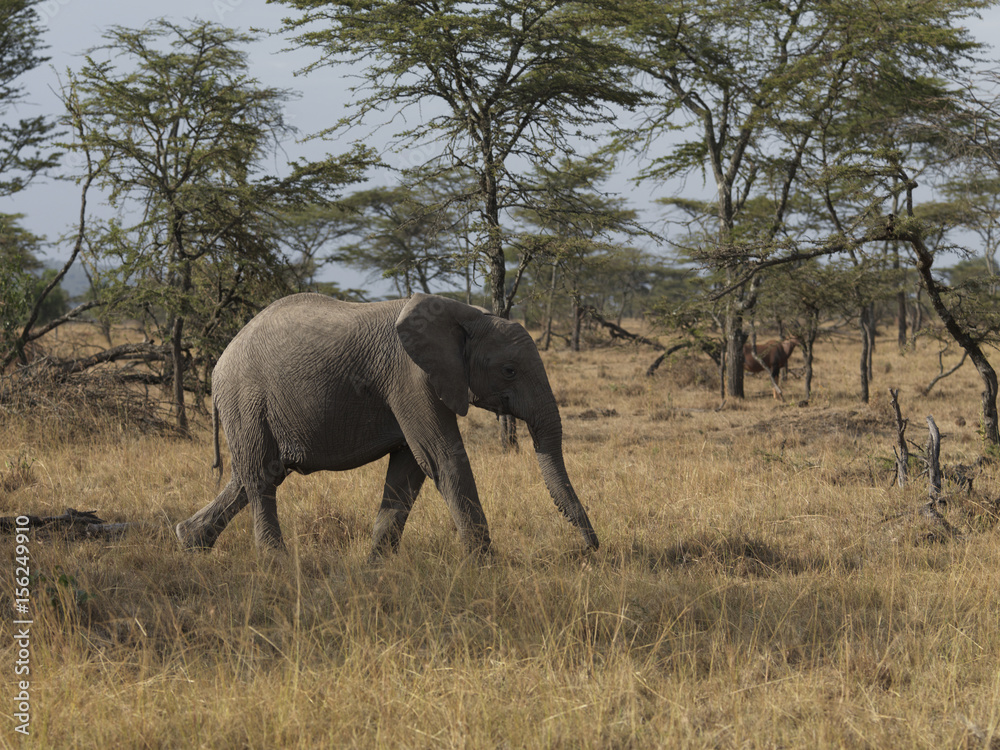 Side view of an elephant, Kenya, Africa