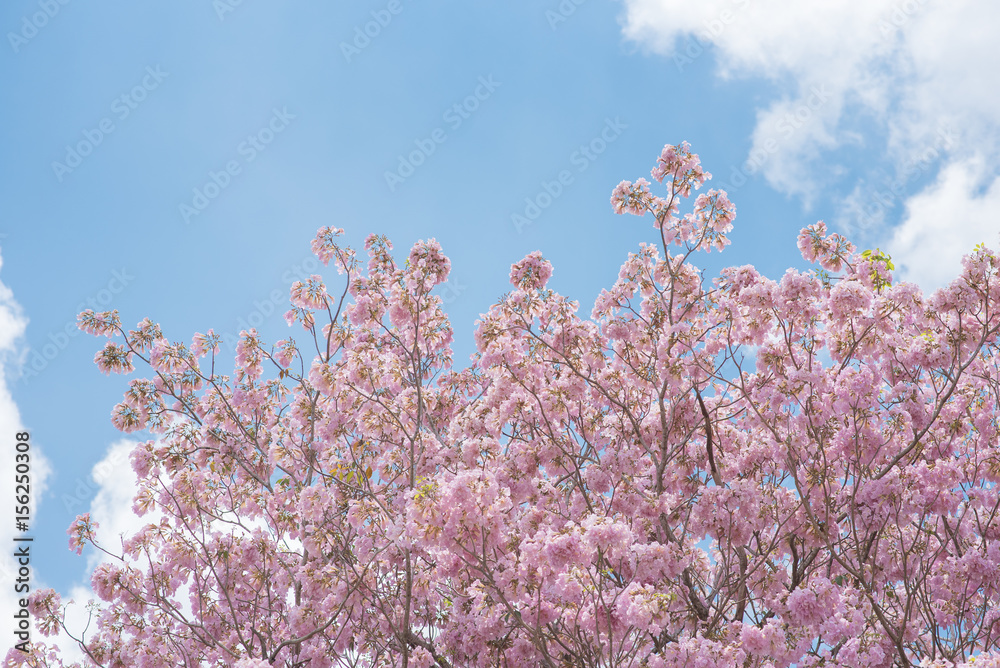 Tabebuia rosea is a Pink Flower neotropical tree and blue sky. common name Pink trumpet tree, Pink poui, Pink tecoma, Rosy trumpet tree, Basant rani Tabebuia rosea is a Pink Flower neotropical tree and blue sky. common name Pink trumpet tree, Pink poui, Pink tecoma, Rosy trumpet tree, Basant rani