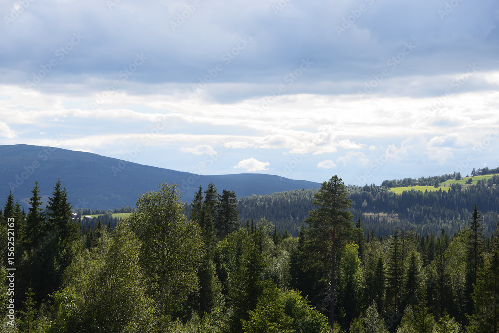 Norrland, skog