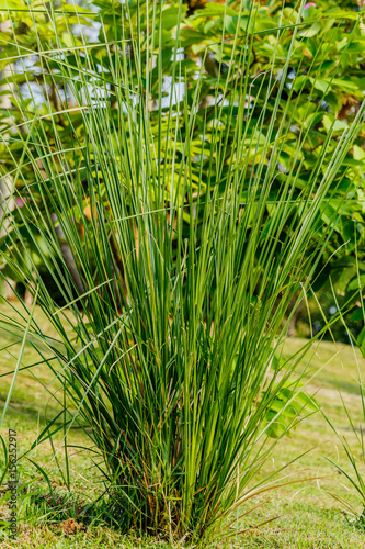 Vetiver Grass or Vetiveria zizanioides. photo