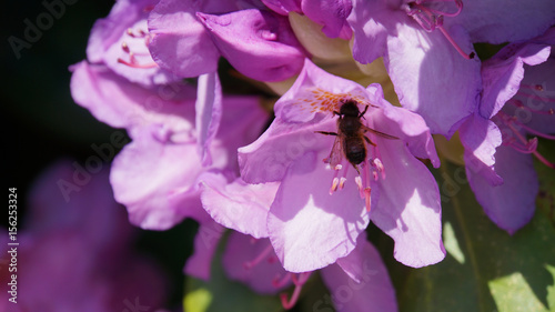 Biene in violetter Rhododendronblüte, Frankenstein, Pfälzerwald