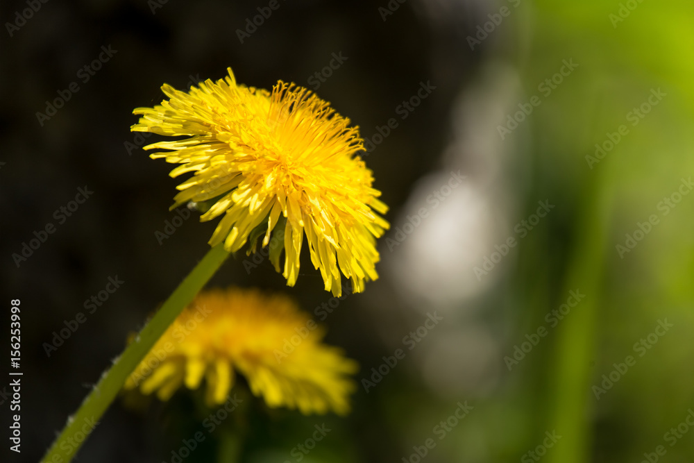 A beautiful closeup of yellow dandelions in spring A beautiful closeup of yellow dandelions in spring