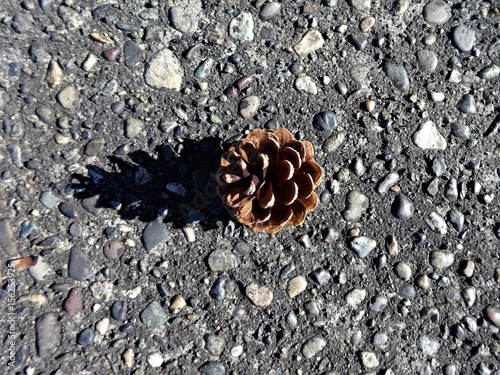 A pine cone fell on the pavement