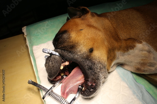 Epulis - tumor situated on gingival mucosa by boxer dog photo