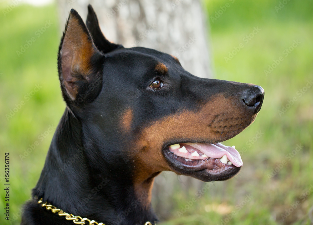 A portrait of a thoroughbred dog in nature A portrait of a thoroughbred dog in nature