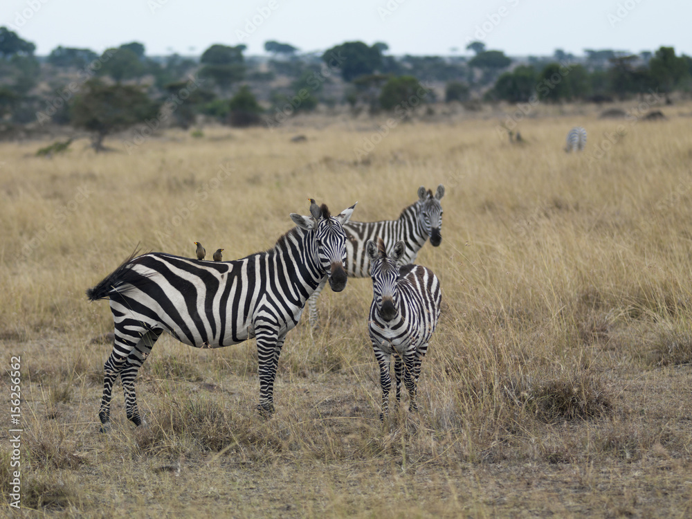 Three zebra's standing in a field, Kenya, Africa Three zebra's standing in a field, Kenya, Africa