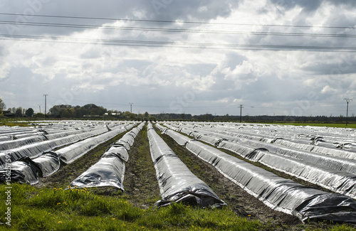 Spargelfeld mit Folie in Schleswig-Holstein, Deutschland, Spargelanbau, Spargel Asparagus