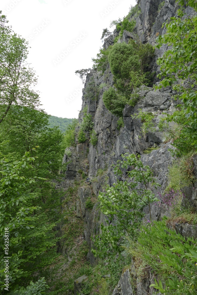 rock cliff with green trees