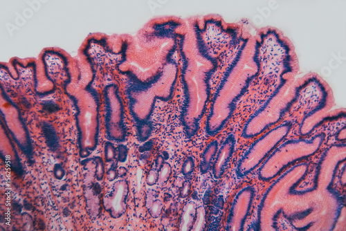 Cell microscopic- pyloric section stomach dog