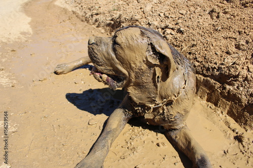 chien qui prend un bain de boue   cane corso