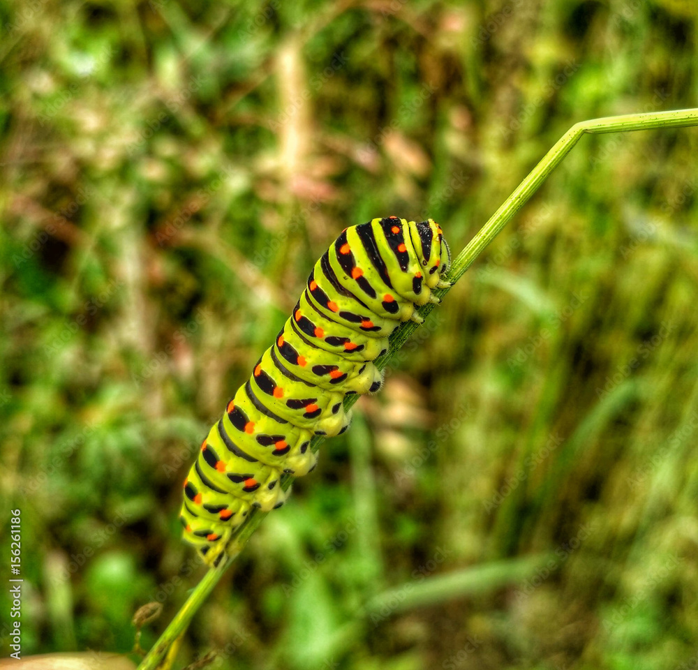Caterpillar Getting Ready to Transform Caterpillar Getting Ready to Transform