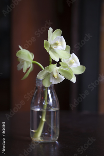 White orchid with a greenish tinge in a glass bottle on a claret background
