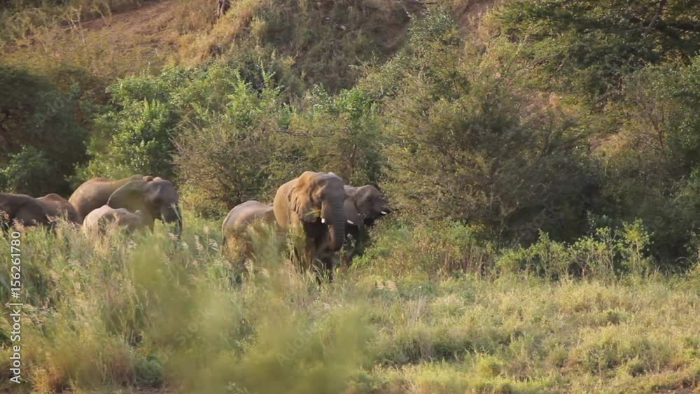 An African elephant herd with their young calves is eating and walking in the late afternoon sunlight on the savanna grasslands. An African elephant herd with their young calves is eating and walking in the late afternoon sunlight on the savanna grasslands.