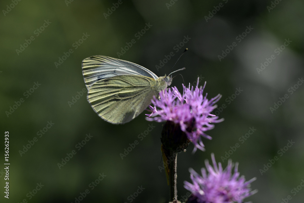 Naklejka premium Fjäril på blad