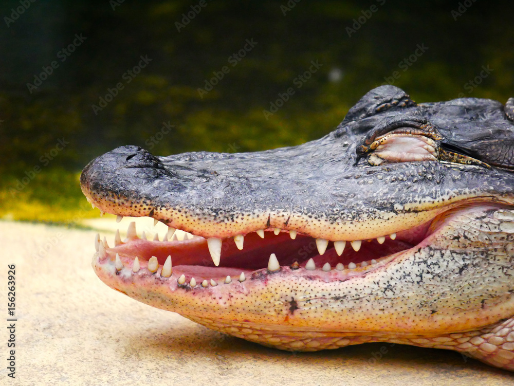 Obraz premium Crocodile