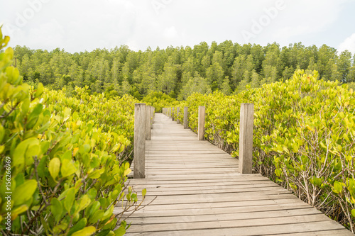 Mangrove forest and wooden walkway