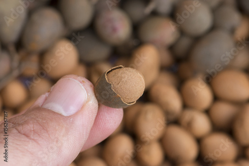 Closeup holding tiny Dialium guianense guapaque fruit photo