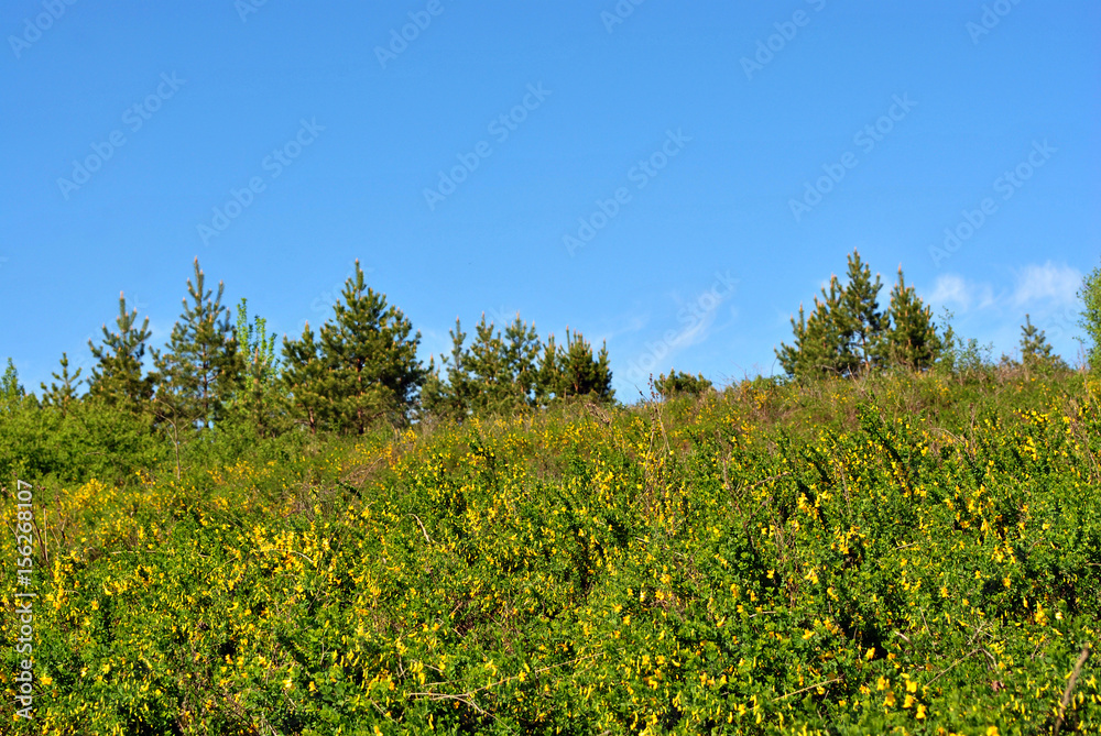 Sky over blooming genista tinctoria (dyer’s greenweed or dyer's broom) in the meadow on the hill near edge of pine forest, spring summer day, Ukraine