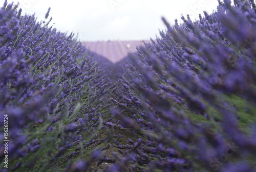 Lavender field