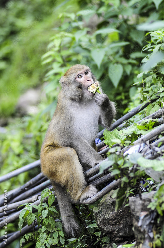 Adult monkey eating in  jungle in India.