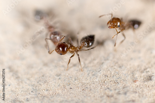Ants on the ground © schankz