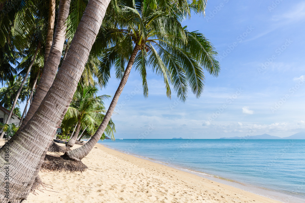 Obraz premium Tropical sand beach with coconut trees at the morning. Thailand, Samui island, Maenam.