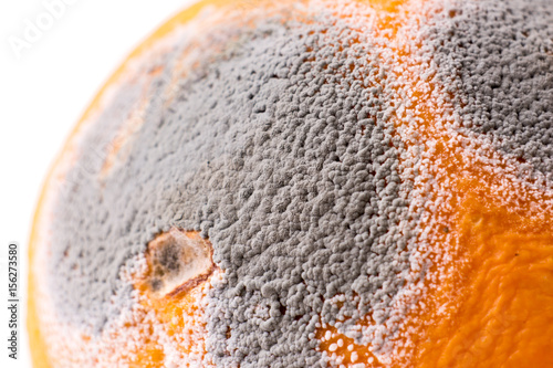 Moldiness, closeup of Orange