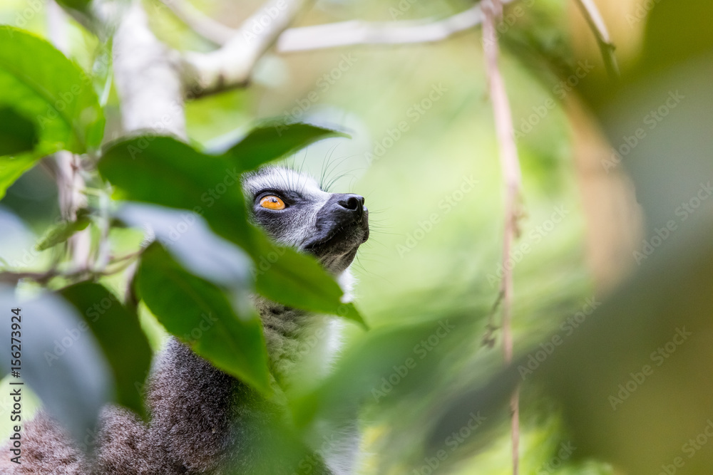 Ring tailed lemur Ring tailed lemur
