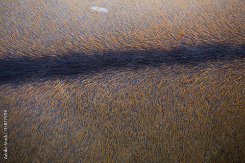 Deer skin texture.