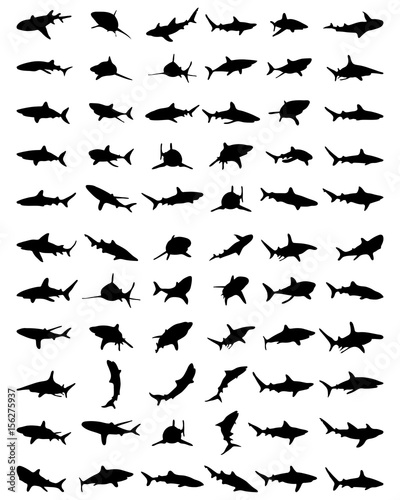Black silhouettes of sharks on a white background