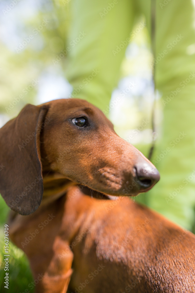 A portrait of a thoroughbred dog in nature A portrait of a thoroughbred dog in nature