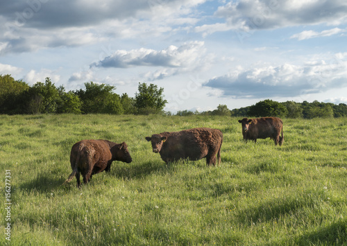 Red Devon Cattle in the Hudson Valley of New York