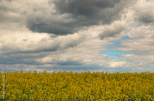 Spring storm clouds above rape seed field. Rape flowers blooming in spring. Landscape in spring cloudy day