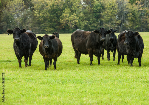 Black Cows in a Green Pasture photo