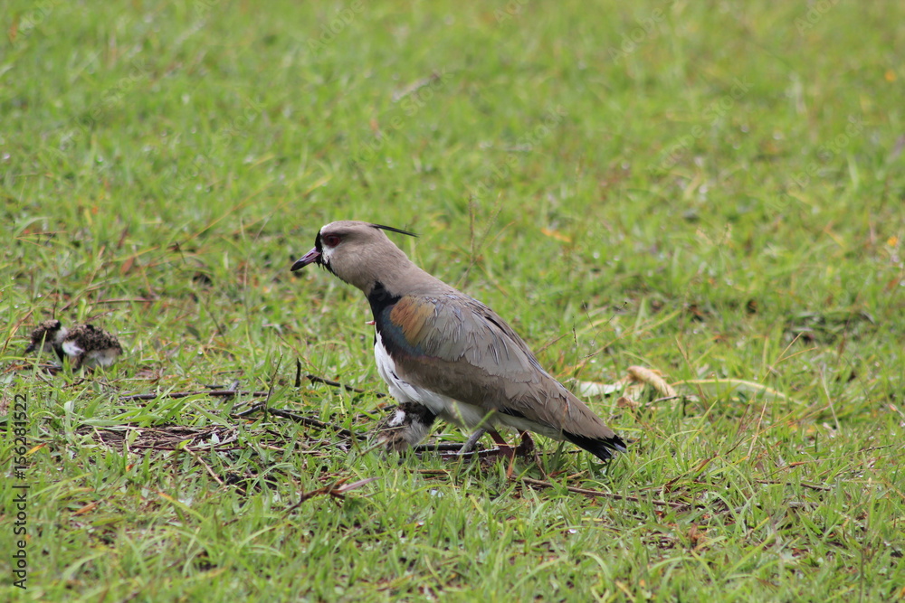 Fototapeta premium Alcaraván con polluelos.