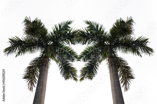 two palm tree isolated on white.