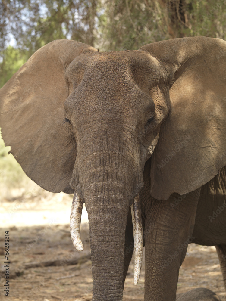 Front view of an elephant in Kenya, Africa