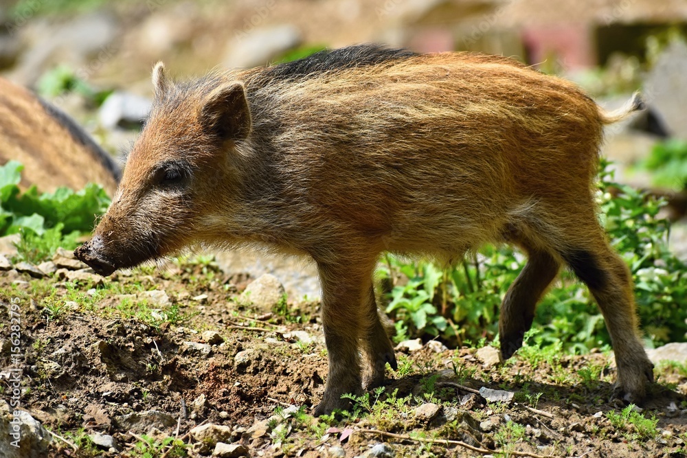 Animal - wild boar in the wild. Young bear playing in nature-forest. (Sus scrofa) Animal - wild boar in the wild. Young bear playing in nature-forest. (Sus scrofa)
