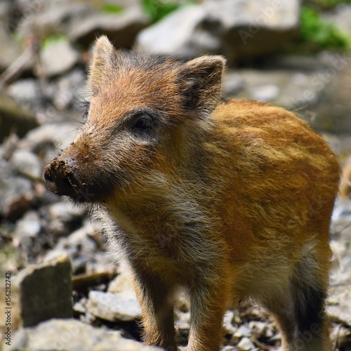 Animal - wild boar in the wild. Young bear playing in nature-forest. (Sus scrofa) © montypeter