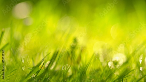 Beautiful natural background of green grass and sun. Springtime. Seasonal concept for spring and morning in nature.