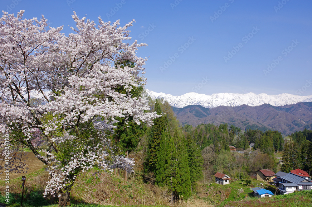 小川村の桜と北アルプス