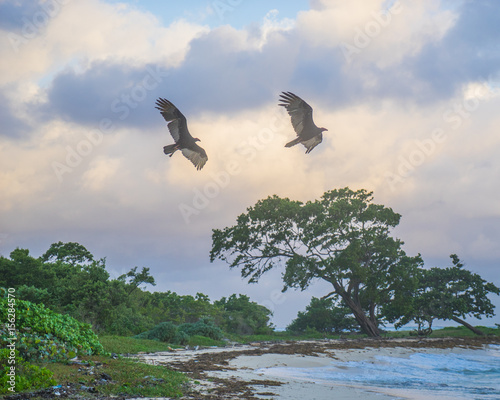 buzzards in flight over Jamaica beach at sunrise