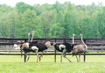 Plexiglas schilderij Struisvogel Groep struisvogels op de boerderij  © Irina84