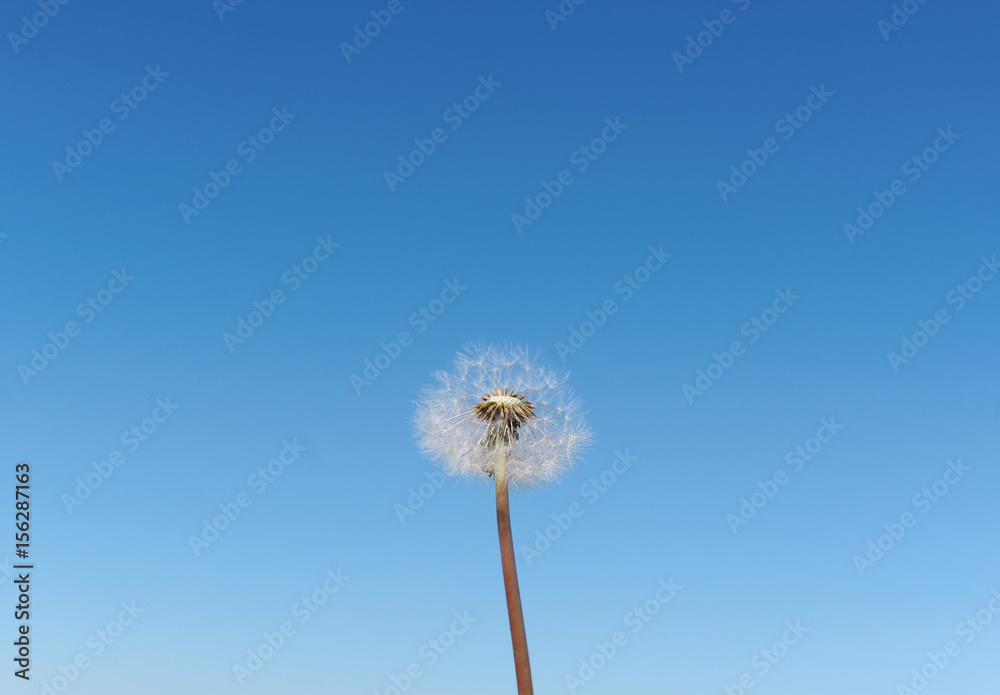 A Dandelion blowing its seed in the wind. A Dandelion blowing its seed in the wind.