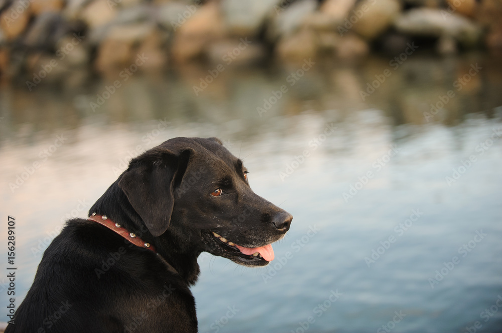 Black Labrador Retriever against water with reflections Black Labrador Retriever against water with reflections