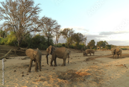 Elephants standing in dry river bed in Kenya, Africa