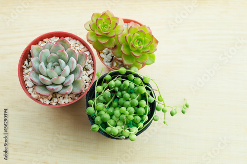 Various of Succulent plant pots