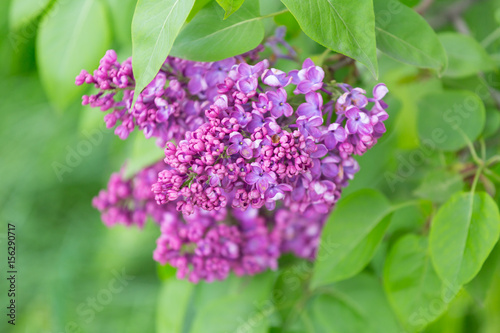 Branch blossoming lilac closeup