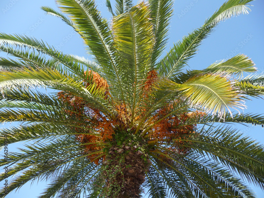 The crown of palm trees on blue sky background