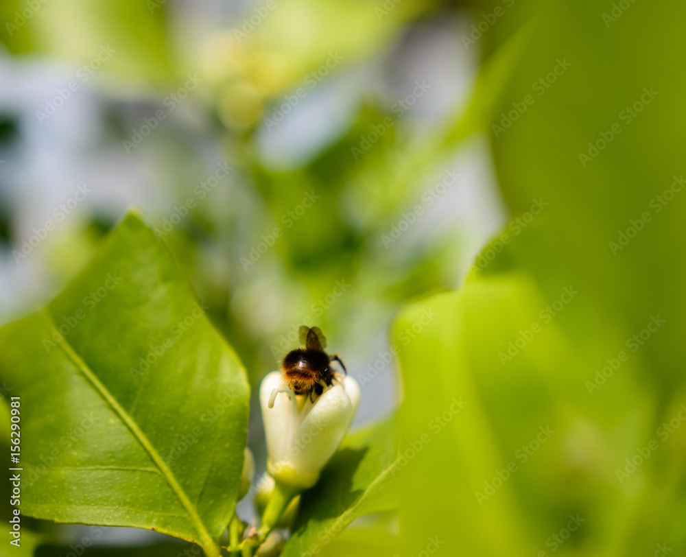 Fototapeta premium Bestäubung der Blüte im Sommer durch eine Biene